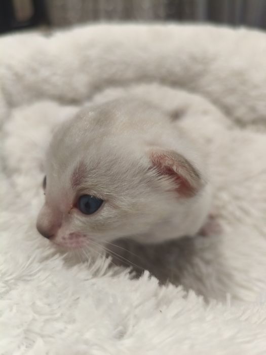 Котенок бенгальский