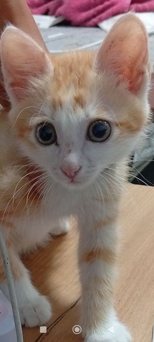 Отдам котёнка в хорошие руки.