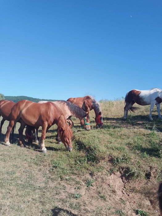 Iepe și mânze de vanzare