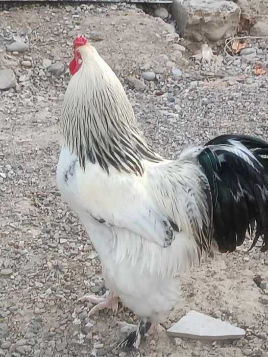 Сотилади Хуроз брама