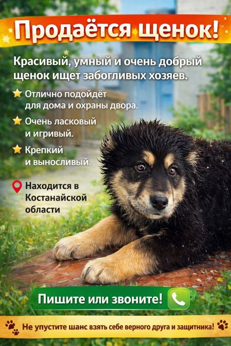 Продам алабай сучка