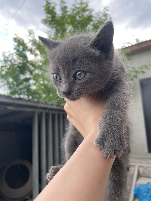 Котятами ищут дом