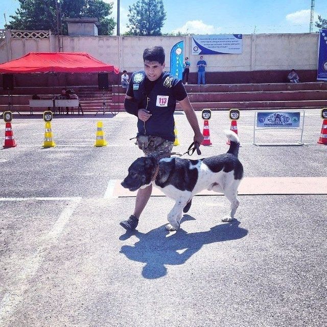 Дрессировка вашего  питомца. Инструктор Кинолог!