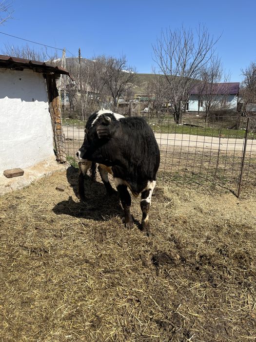 Продам быка 2 года