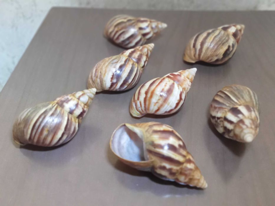 Продам ракушки для аквариума, украшения интерьера и различных поделок.