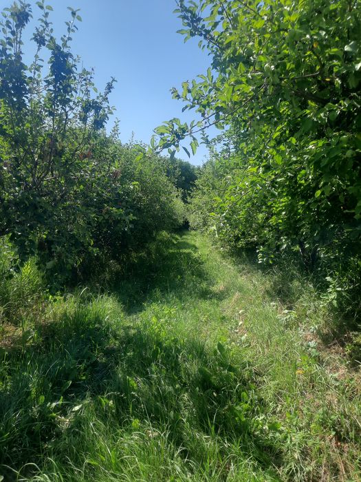 Продам сад ниже Бака ниже Болека