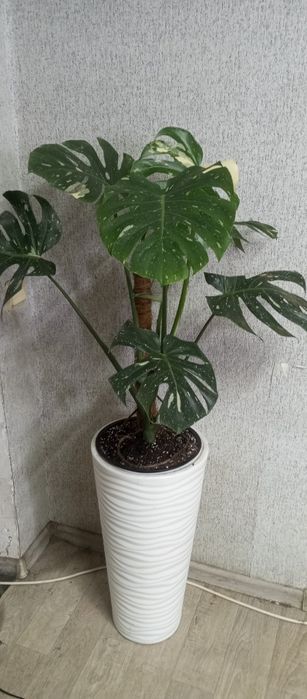 Монстера тайское созвездие