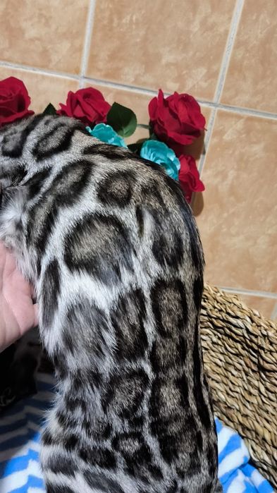 Мальчик Бенгал ,  серебро,  РОЗЕТКИ 3 "д"