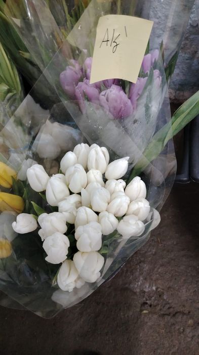 Тюльпаны розница