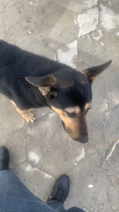 Продам собака овчарка