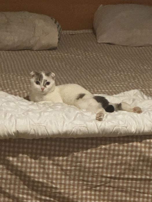 Кошка девочка веслоуха