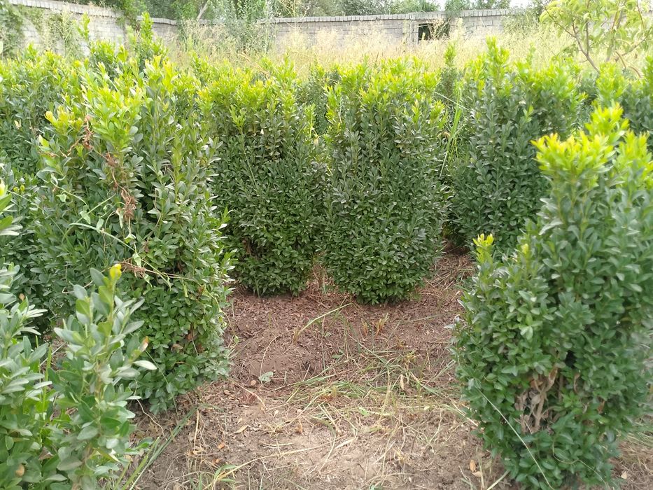 Шамшод 35000 сум