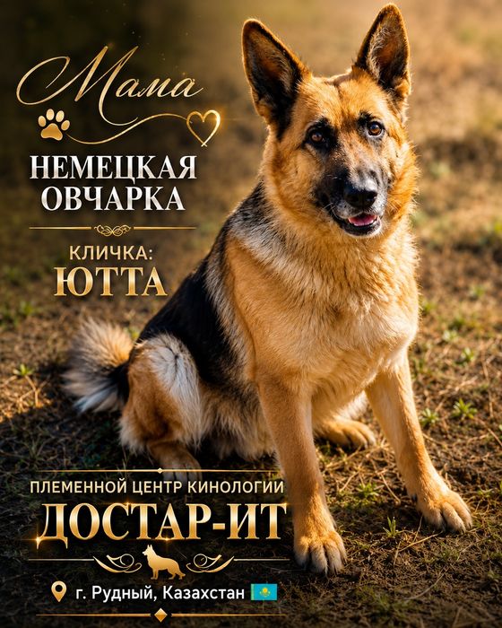 Продаются щенки немецкой овчарки