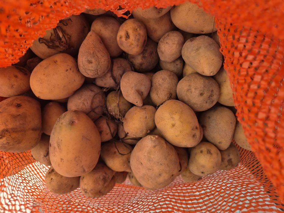 Продам семена домашнего  картофеля