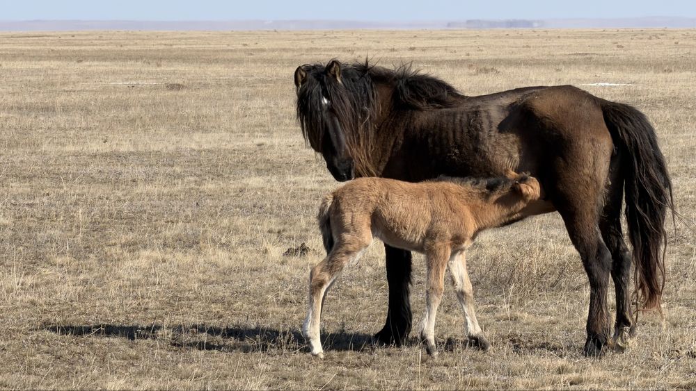 Продам кобылу 7 лет, ( жуас малдануга)
