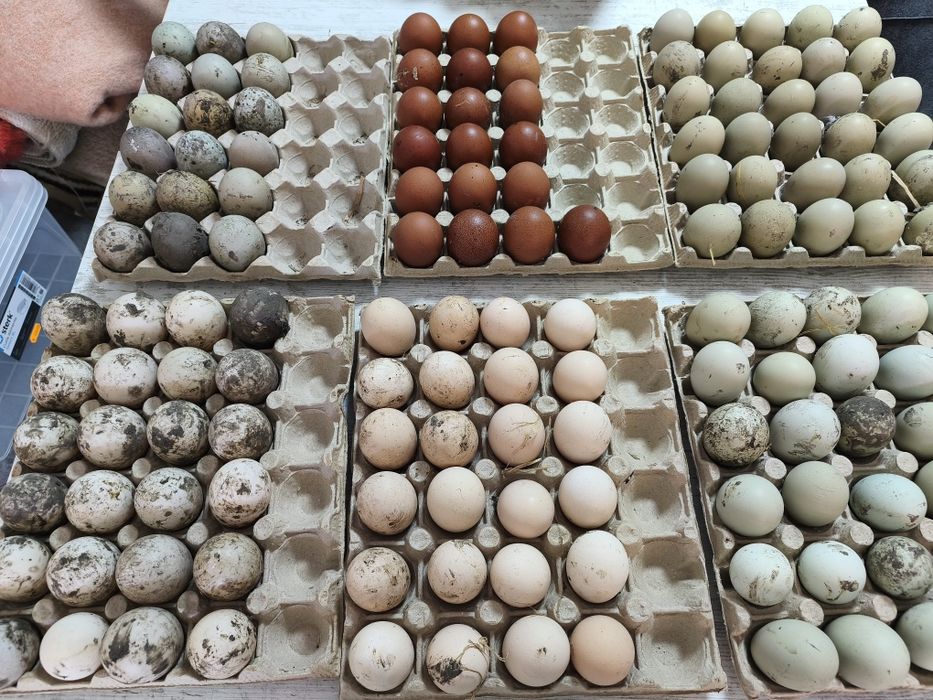 Ouă Araucana/Olive pentru incubat