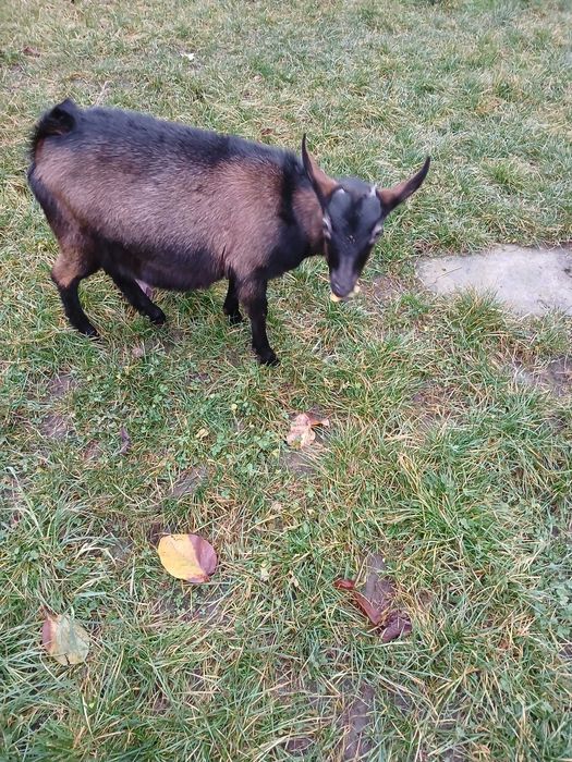 vand iedute din rasa  alpina franceza