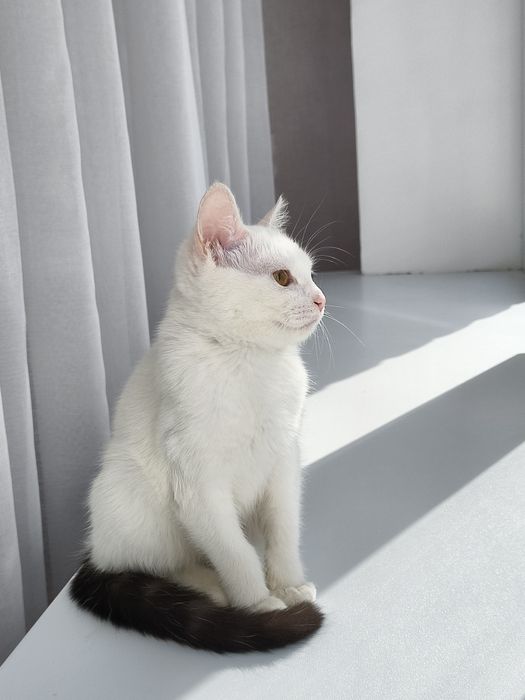 Котенок девочка в добрые руки