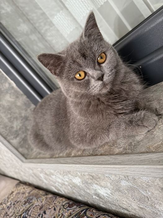 кошка чисто продам