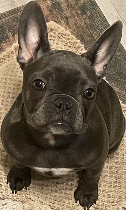 Bulldog francez de vãnzare