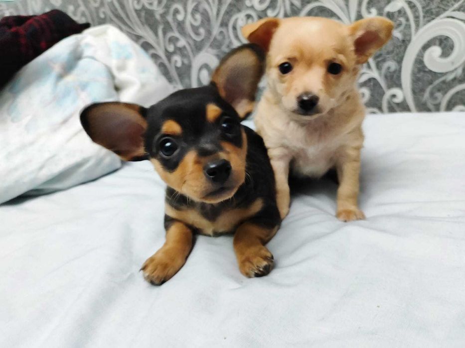 Щенки Той-терьер