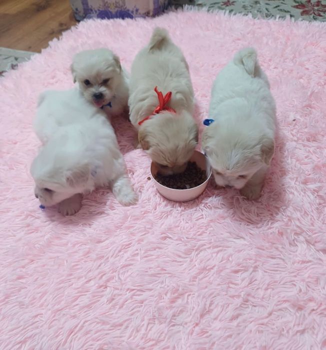 Vând bichoni  6 săptămâni