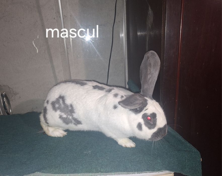 Iepuri fluture geman