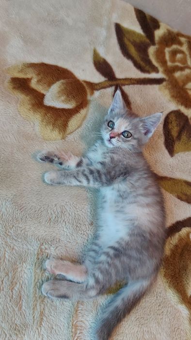 Котнек бесплатно. Домашний