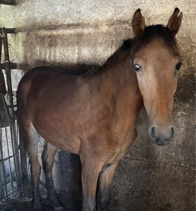 Продам жирных лошадей с откорма