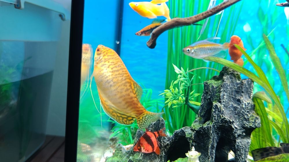 Pesti exotici de acvariu gurami/gourami si puntigrus tetrazona