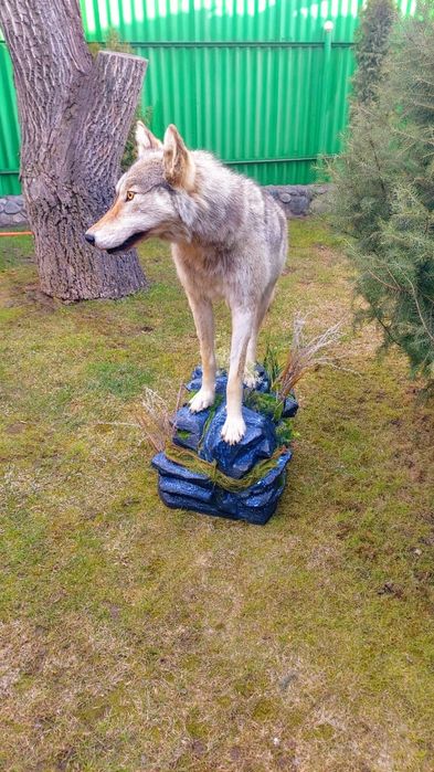Продам имитацию волка муляж