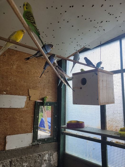 Vind, schimb Papagali rosella penant,peruși, călugări