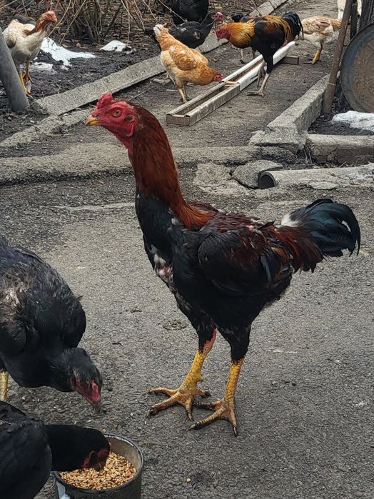 Дакан молодой, август