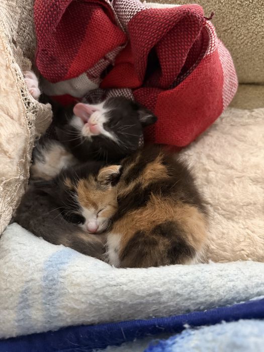 Отдам котят бесплатно