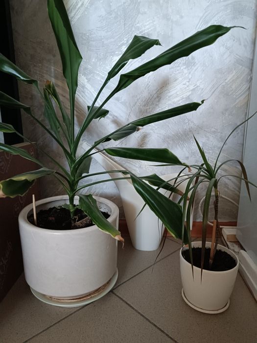 Продам небольшие драцены