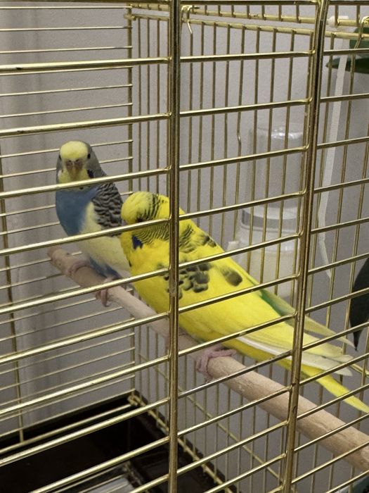 Попугай волнистый вместе с клеткой