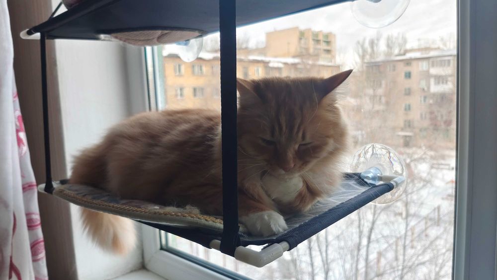 Кот рыжий без породы