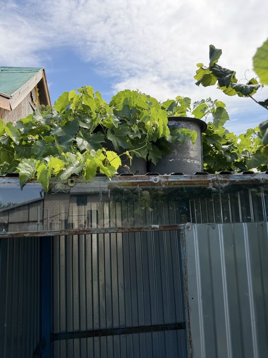 Продам летний уличный душ