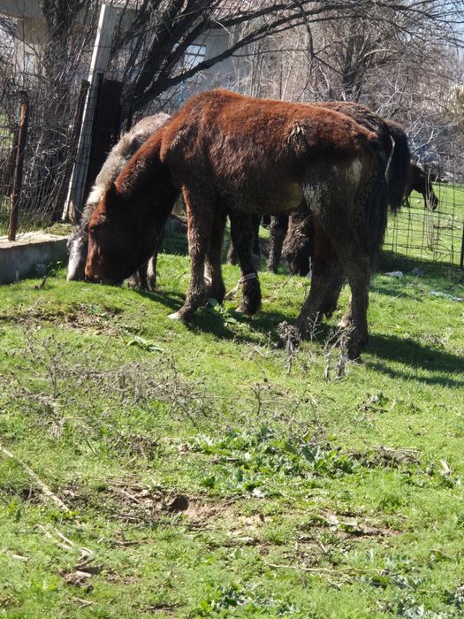 4 бас тай сатылады еркек