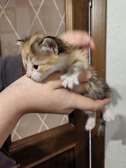 Котята в хорошие руки