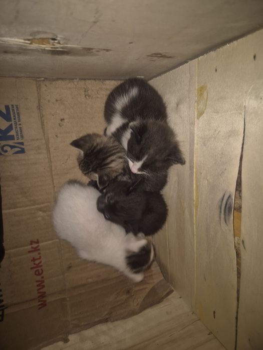 отдам котят в добрые руки