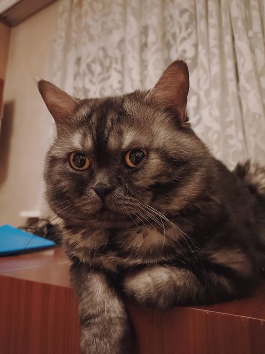 Шотландский кот ищет кошку для вязки