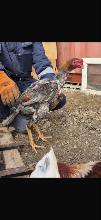 Продам бойцовых петухов Дакан.