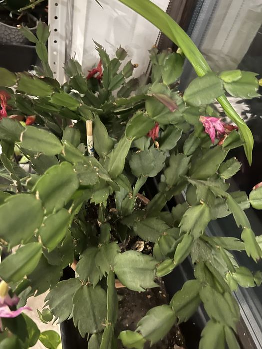 Цветы комнатные, есть разные пишите в личку