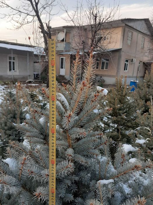 Голубая ель сотилади арзон. 500мингдан-1.5млнгача