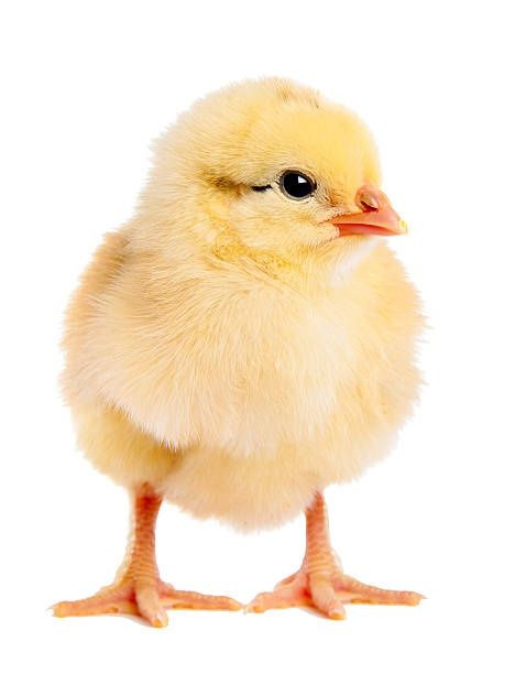 Продам цыплят бройлера