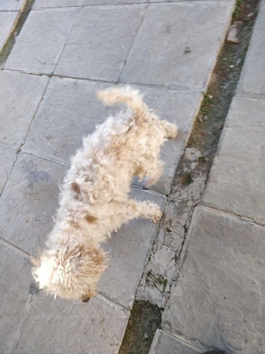 Френска болонка на година и половина имунизирано с паспорт