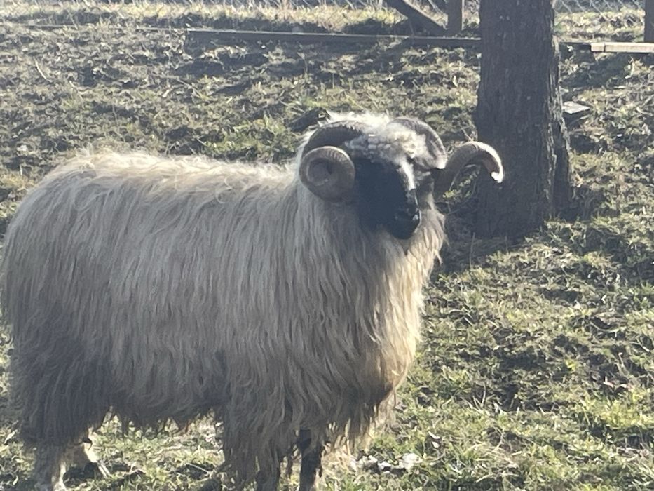 Vand sau schimb berbec