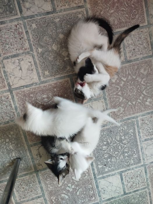 Отдам котят в хорошие руки
