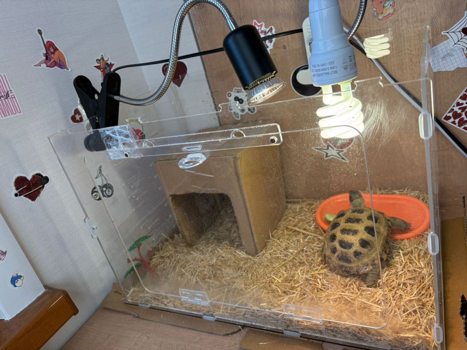 Черепаха сухопутная